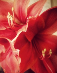 Picture for Personal Wellness Coaching package